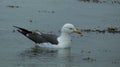 A Seagull on calm waters Royalty Free Stock Photo