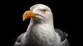 Ultra-realistic Seagull Portrait On Black Background