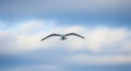 Seagull in Flight Against a Cloudy Blue Sky bird flying Royalty Free Stock Photo