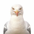 Seagull Close-up: Intense Expressions In Digital Art