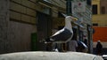 Seagull on a car roof on a city street on a sunny morning