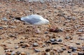 Seagull with the carcass of a smooth dogfish Royalty Free Stock Photo