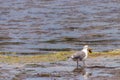 Seagull carrying a shell along a shore Royalty Free Stock Photo