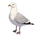 Seagull cartoon comic drawing , black outline, AI generated