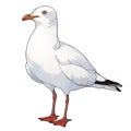 Seagull cartoon comic drawing , black outline, AI generated