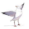 Seagull cartoon comic drawing , black outline, AI generated