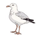 Seagull cartoon comic drawing , black outline, AI generated