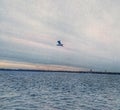 A seagull is cast over the river Dnieper. The city is immersed in gray haze. Bird in the middle of the water.