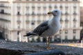 Seagull at Castel dell`Ovo