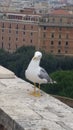 Seagull on Castel Sant'Angelo