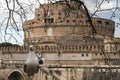 Seagull with Castel Sant Angelo in Rome in Italy in the background