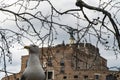Seagull with Castel Sant Angelo in Rome in Italy in the background