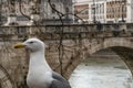 Seagull with Castel Sant Angelo in Rome in Italy in the background Royalty Free Stock Photo