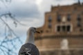 Seagull with Castel Sant Angelo in Rome in Italy in the background