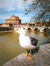 Seagull with Castel Sant Angelo in Rome in Italy. Tiber river Royalty Free Stock Photo