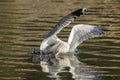 Seagull in water catches fish in its beak Royalty Free Stock Photo