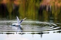 Seagull catches a fish in water. Royalty Free Stock Photo