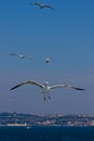 Seagull Catching Bread Royalty Free Stock Photo