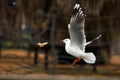 Seagull catching bread in midair. Royalty Free Stock Photo