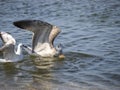 A seagull catching bread on the sea surface Royalty Free Stock Photo