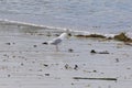 Seagull catching crabs on a beach as the tide recedes Royalty Free Stock Photo
