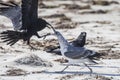 Seagull Catching Fish - Channel Islands National Park