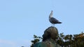 Seagull Catching Flies On The Head Of A Statue Royalty Free Stock Photo