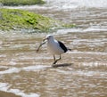 Seagull catching his lunch