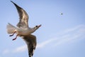 Seagull in Poland Royalty Free Stock Photo