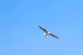 Seagull catching piece of food thrown by tourist. Flying seagull catching food with the blue sky background. Royalty Free Stock Photo