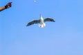 Seagull catching piece of food thrown by tourist. Flying seagull catching food with the blue sky background. Royalty Free Stock Photo