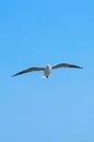 Seagull catching piece of food thrown by tourist. Flying seagull catching food with the blue sky background. Royalty Free Stock Photo