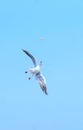 Seagull catching piece of food thrown by tourist. Flying seagull catching food with the blue sky background. Royalty Free Stock Photo