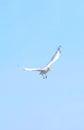 Seagull catching piece of food thrown by tourist. Flying seagull catching food with the blue sky background. Royalty Free Stock Photo