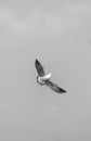 Seagull catching piece of food thrown by tourist. Flying seagull catching food with the blue sky background. Royalty Free Stock Photo