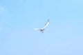 Seagull catching piece of food thrown by tourist. Flying seagull catching food with the blue sky background. Royalty Free Stock Photo