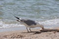 Seagull caught a big fish and eats it on the seashore