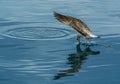 Seagull caught a fish 2