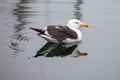 Seagull in Channel Islands Harbor in Oxnard California USA