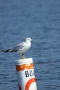 Seagull on a Channel marker