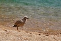 Seagull cheeper walking on the sandy shore of Baikal lake on a sunny day