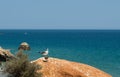 Seagull with chick on tje orange cliff rock