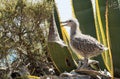 Seagull chicks on the cliff rock