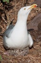 Seagull with chicks