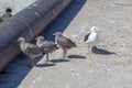 Seagull chicks with parent on a pier in Lamberts Bay, West Coast South Africa