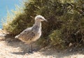 Seagull chicks on the rock cliff