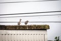 Seagull chicks on the roof of figh-rise building. Birds