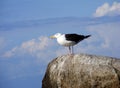 Seagull chilling in the sun