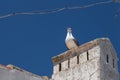 Seagull on a chimney and a blue sky Royalty Free Stock Photo