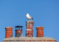 Seagull on a Chimney Pot Royalty Free Stock Photo